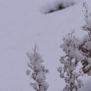 雪の降る日の積もった雪と枯れ木