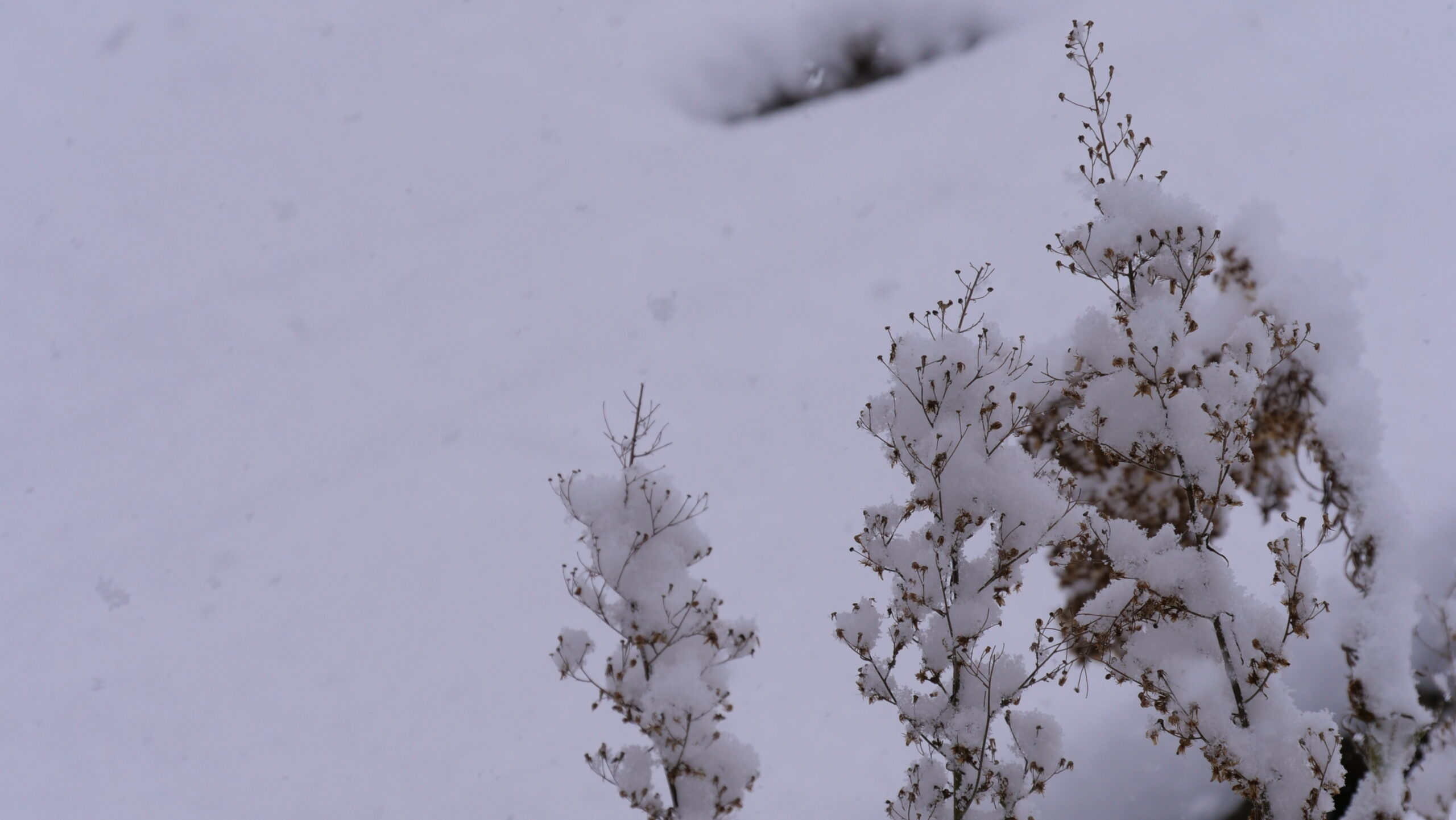 雪の降る日の積もった雪と枯れ木