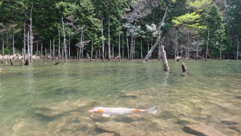 幻想的な森の池と鯉