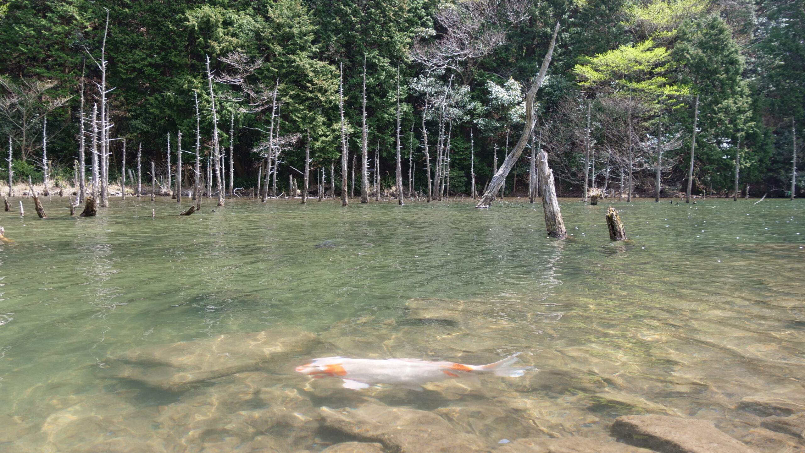 幻想的な森の池と鯉