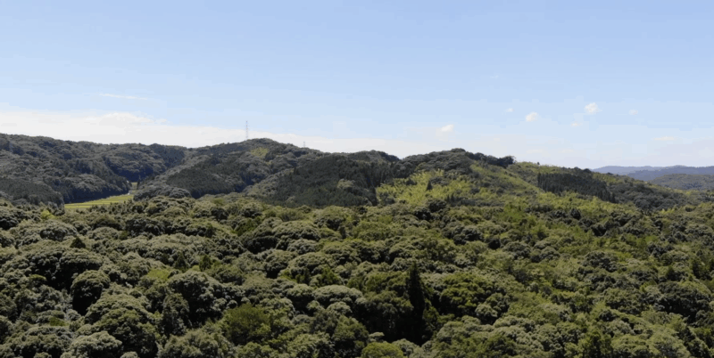 【空撮】森林の真上から上に向かってスライドする動画《10秒》