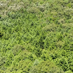 【空撮】森林の上を上に向かってスライドする動画《14秒》