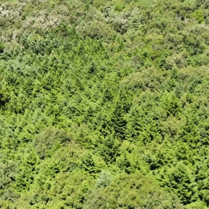 【空撮】森林の上を上に向かってスライドする動画《14秒》