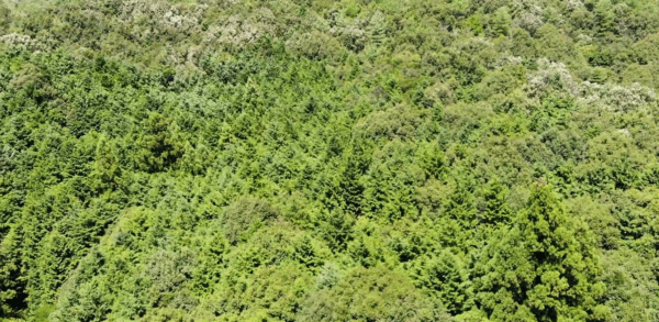 【空撮】森林の上をドローンが滑空する動画のグループのページ - 画像 (5)