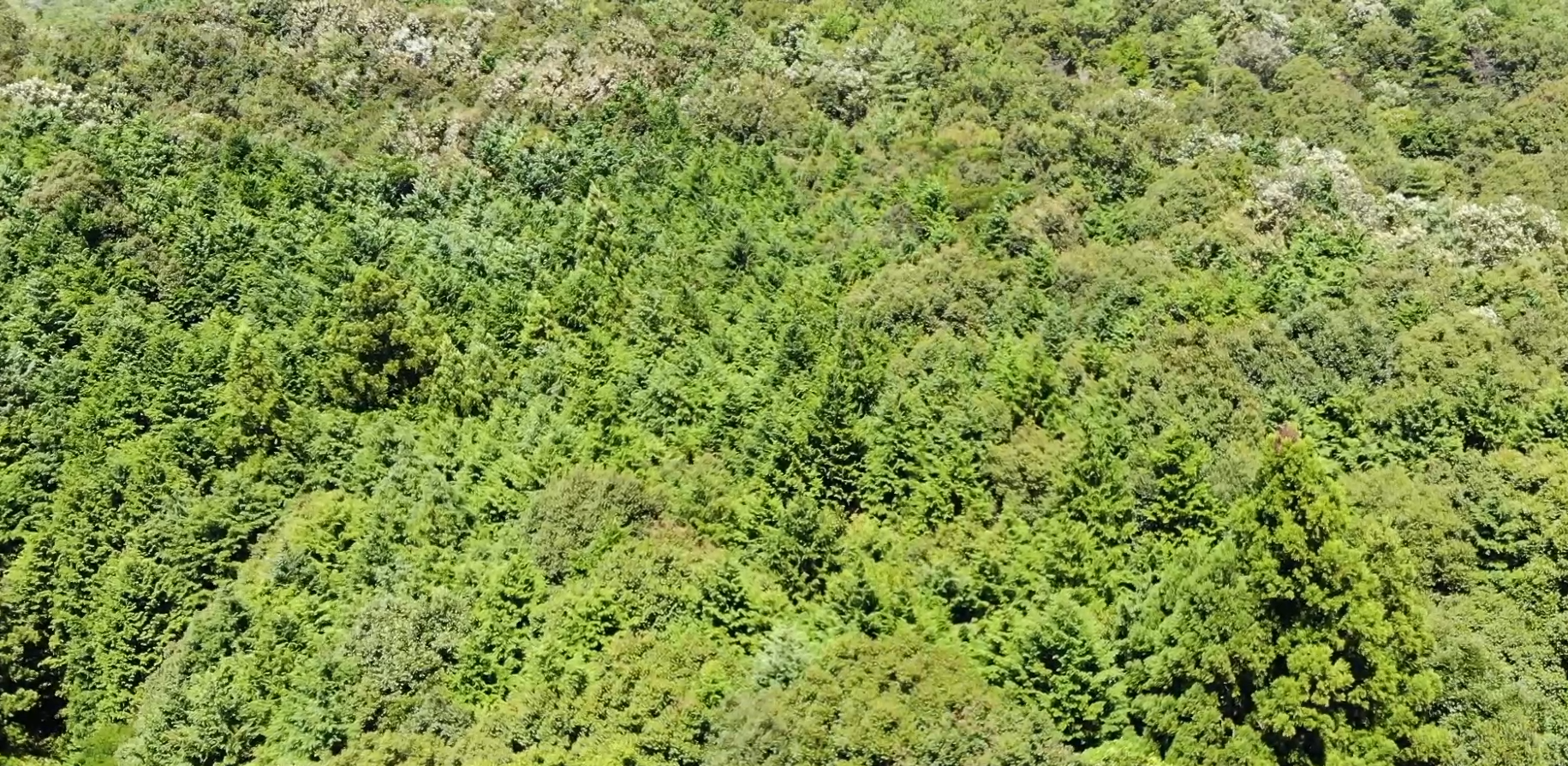 【空撮】森林空撮の6本セットのパッケージ動画 - 画像 (6)