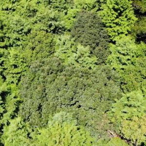 【空撮】森林の真上から上に向かってスライドする動画《7秒》