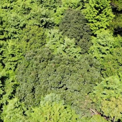 【空撮】森林の真上から上に向かってスライドする動画《7秒》