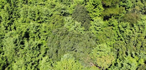 【空撮】森林の上をドローンが滑空する動画のグループのページ - 画像 (2)