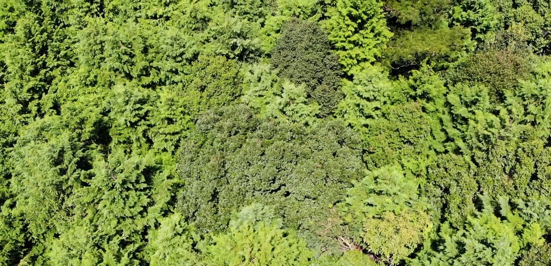 【空撮】森林の真上から上に向かってスライドする動画《7秒》