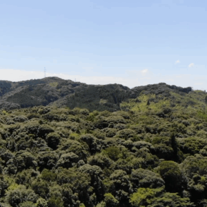 【空撮】森林のきれいな山を右スライドする動画《9秒》