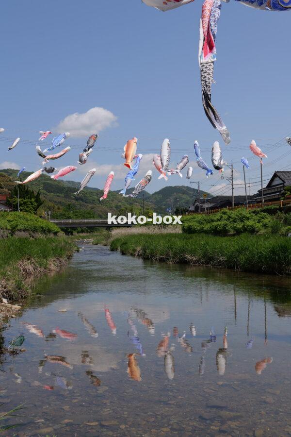 川の水面に映ったこいのぼりの写真