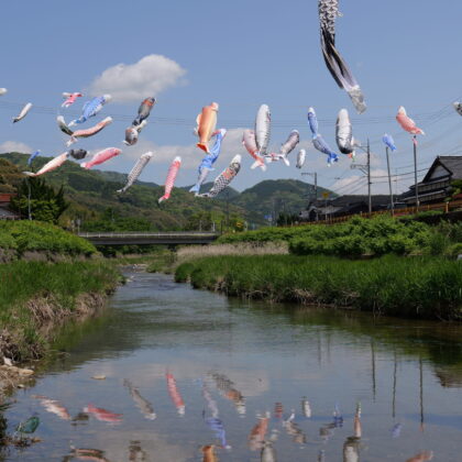 川の水面に映ったこいのぼりの写真
