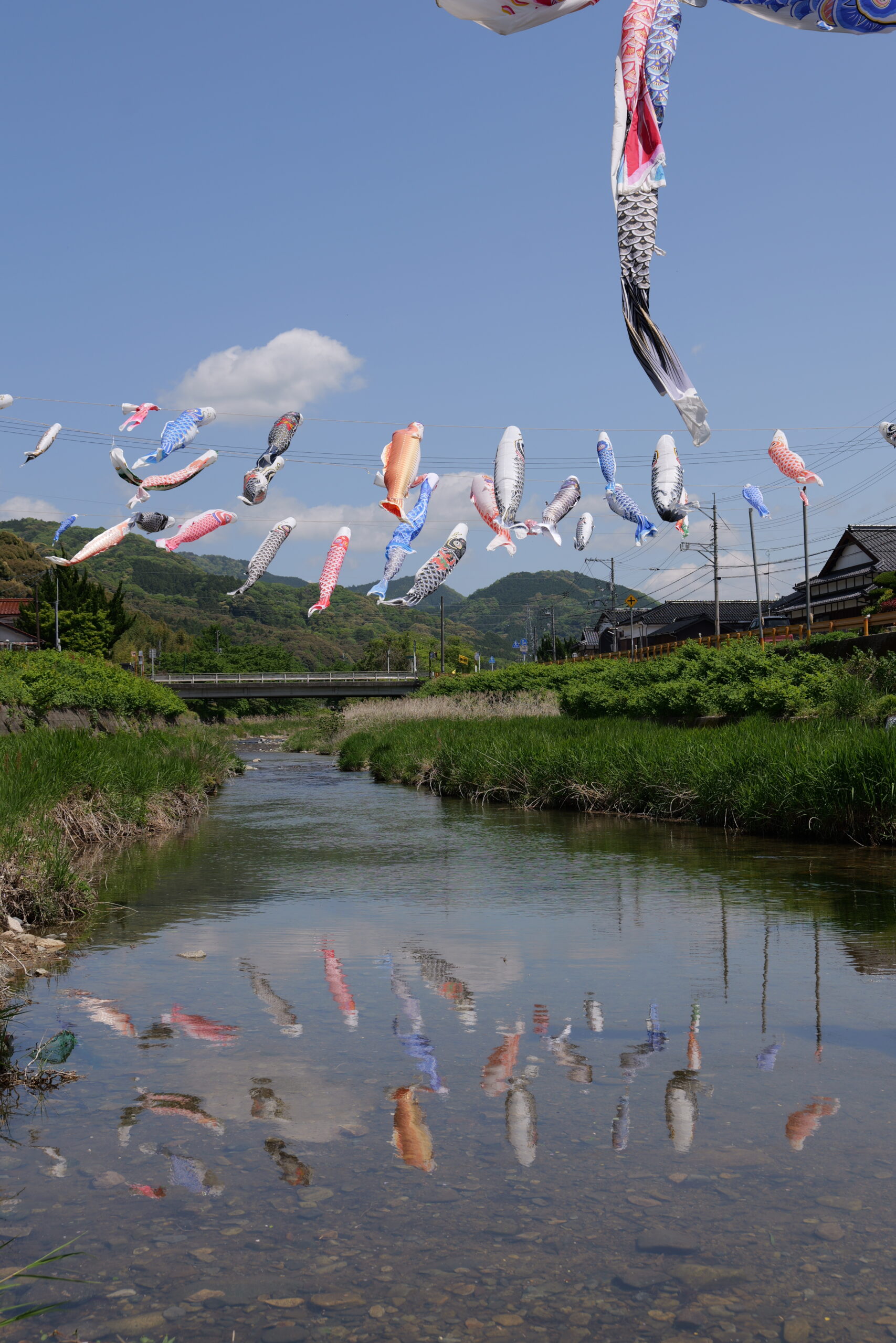 川の水面に映ったこいのぼりの写真