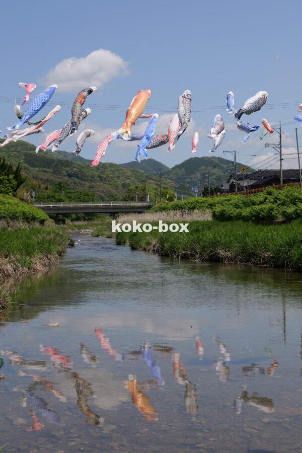 川の水面に映ったこいのぼりの写真2