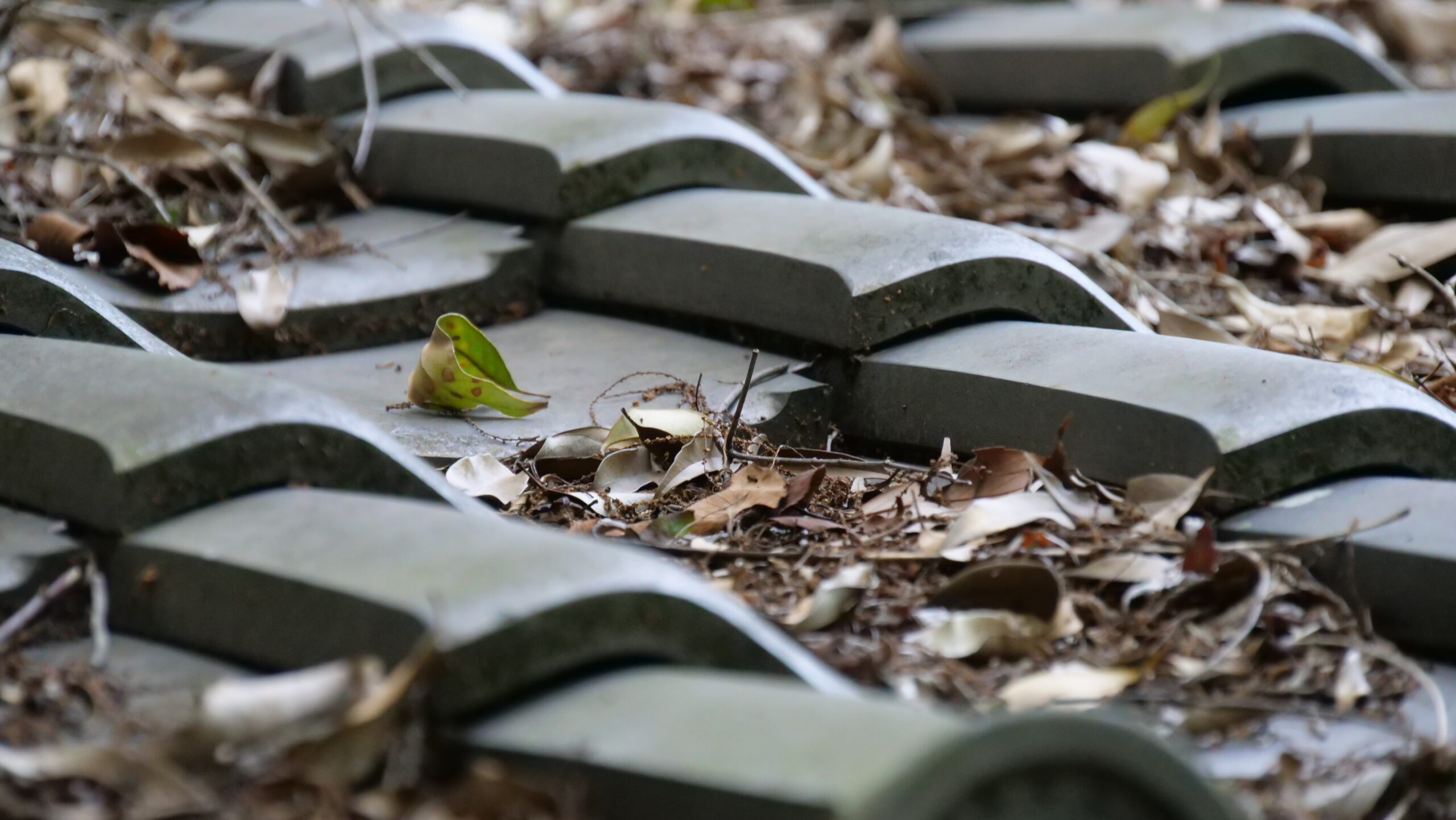 瓦の上に積もった落ち葉の写真