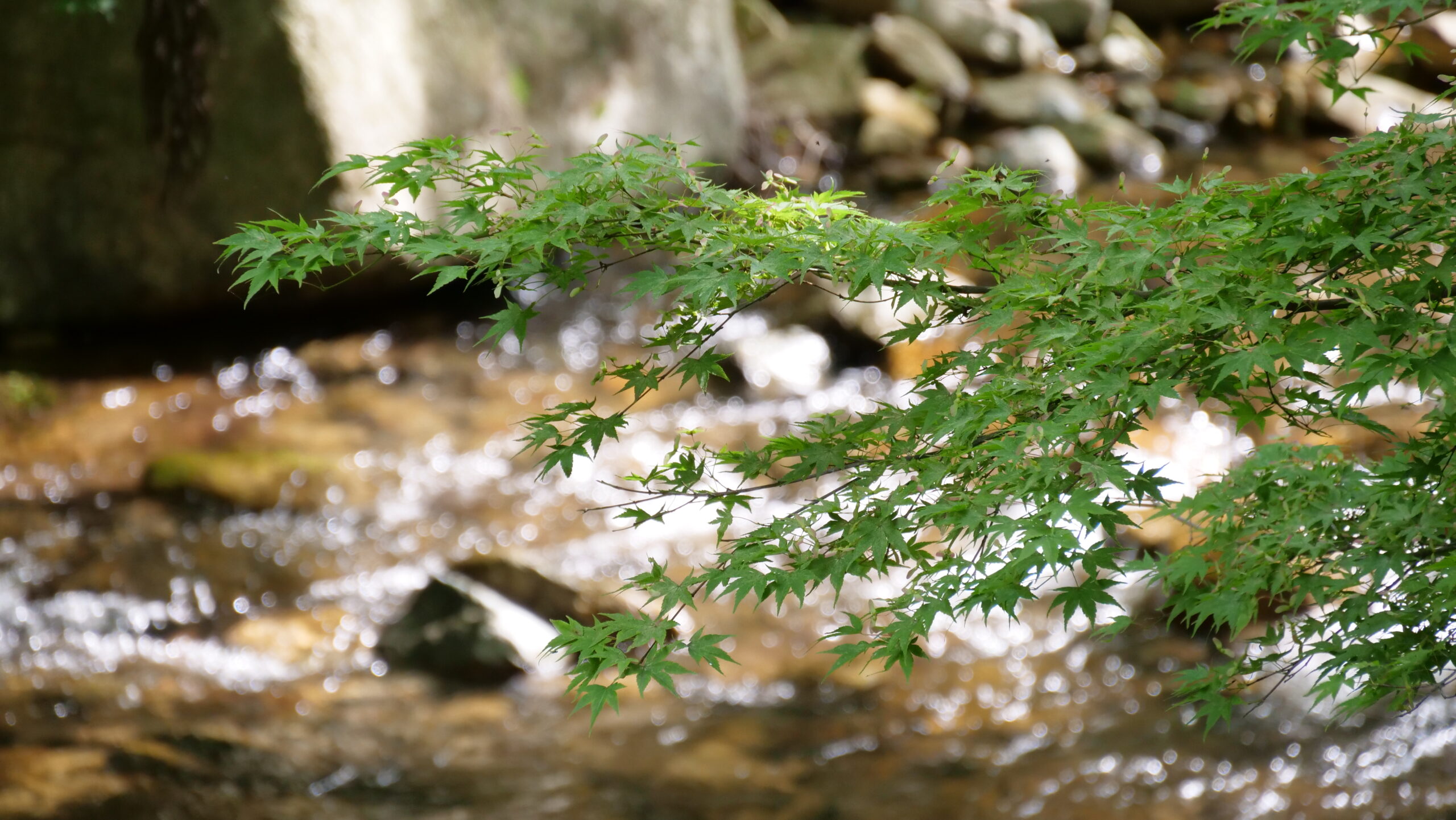 新緑のもみじと奥に川が流れている写真