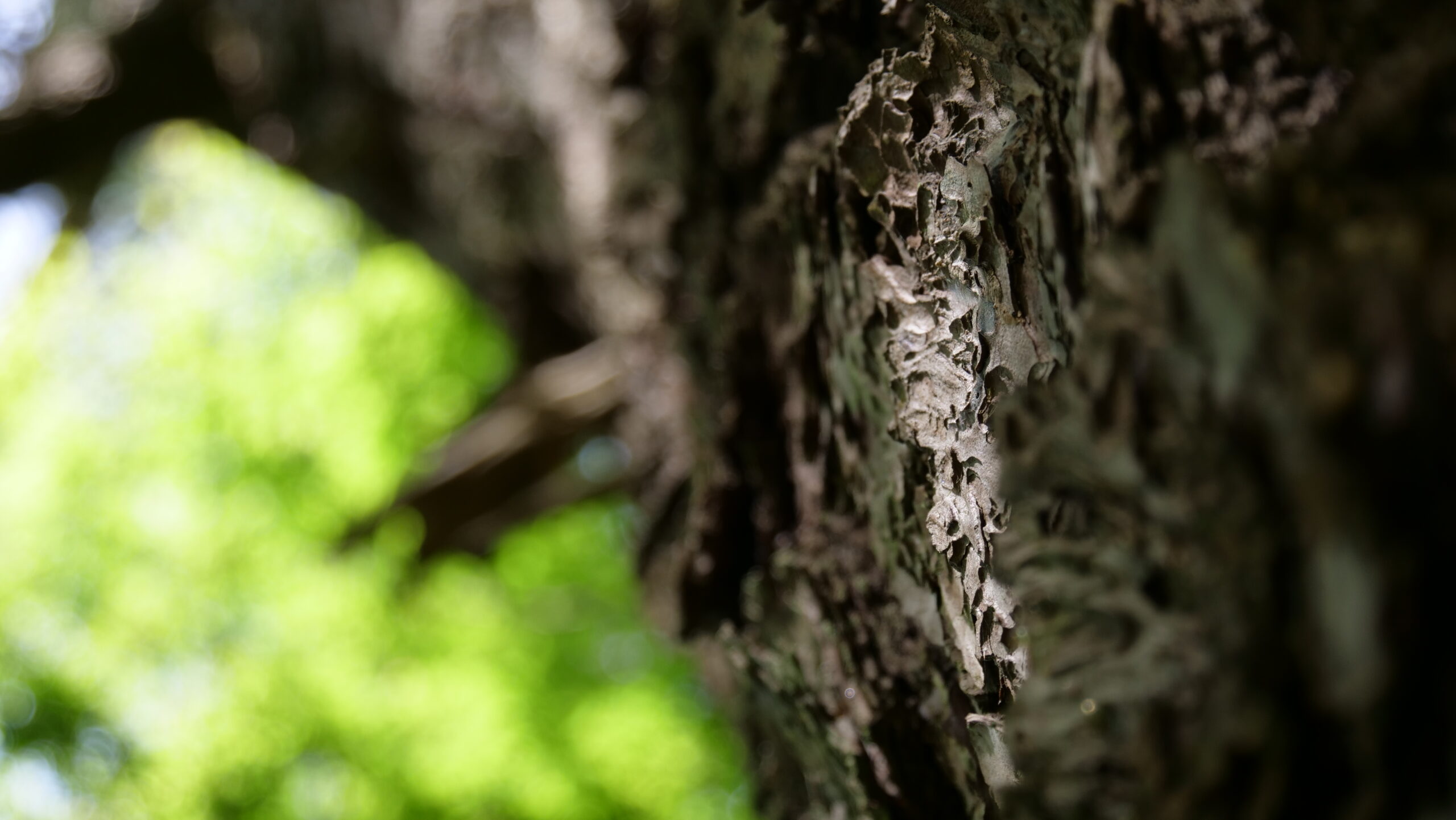 新緑の時期の緑色の葉と木の幹のアップの写真