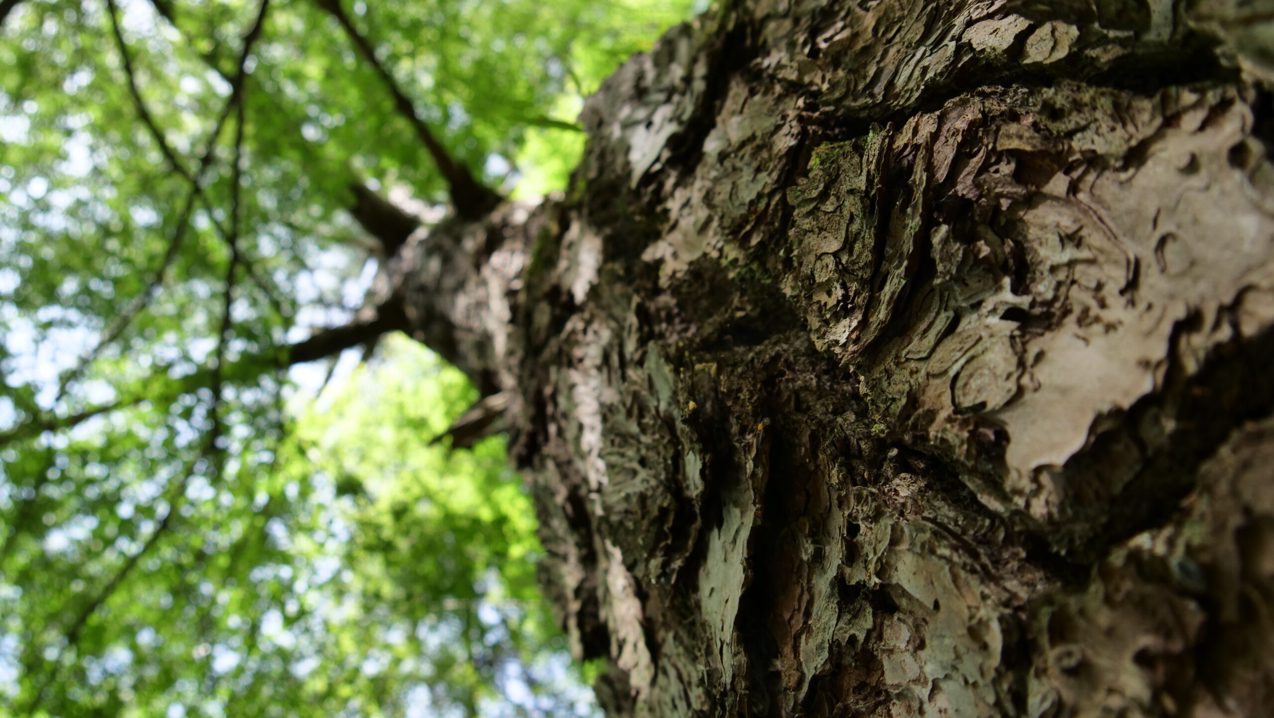新緑の時期の緑色の葉と木の幹を下から煽って撮った写真