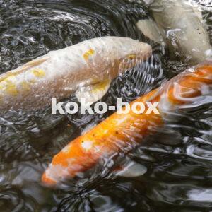 白、銀、オレンジの鯉が池の中を優雅に泳いで水面が波立っている写真