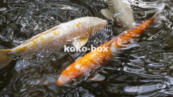 白、銀、オレンジの鯉が池の中を優雅に泳いで水面が波立っている写真