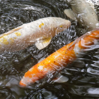 白、銀、オレンジの鯉が池の中を優雅に泳いで水面が波立っている写真