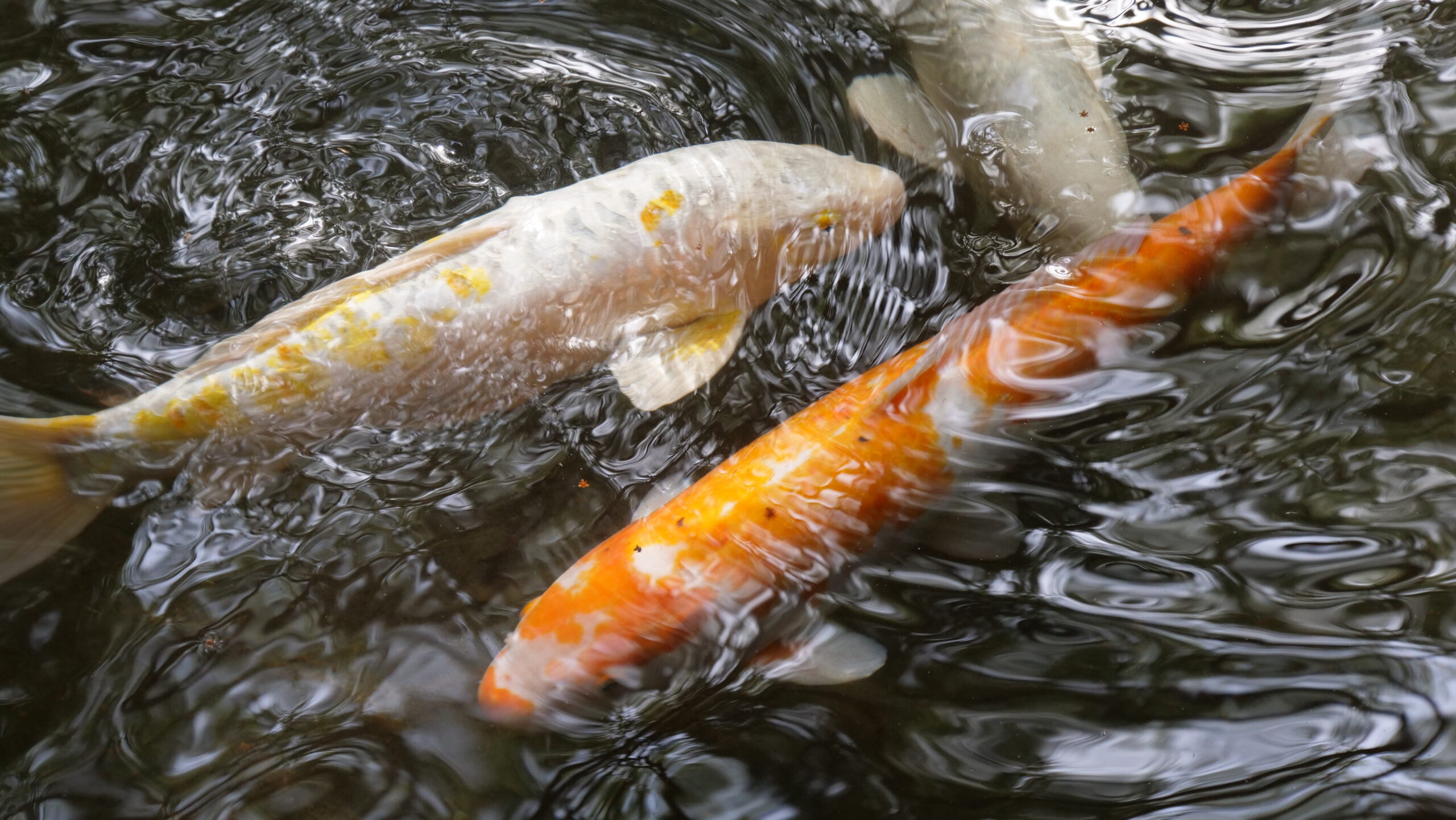 白、銀、オレンジの鯉が池の中を優雅に泳いで水面が波立っている写真