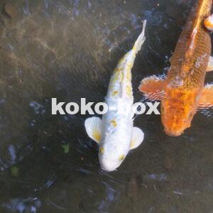 白、赤、オレンジの鯉が池の中を優雅に泳いでいる写真