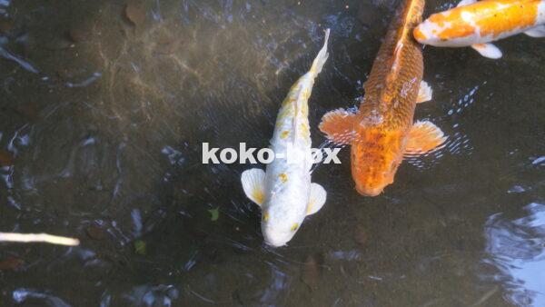 白、赤、オレンジの鯉が池の中を優雅に泳いでいる写真