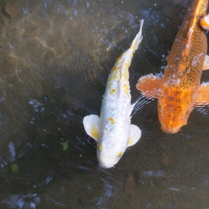 白、赤、オレンジの鯉が池の中を優雅に泳いでいる写真