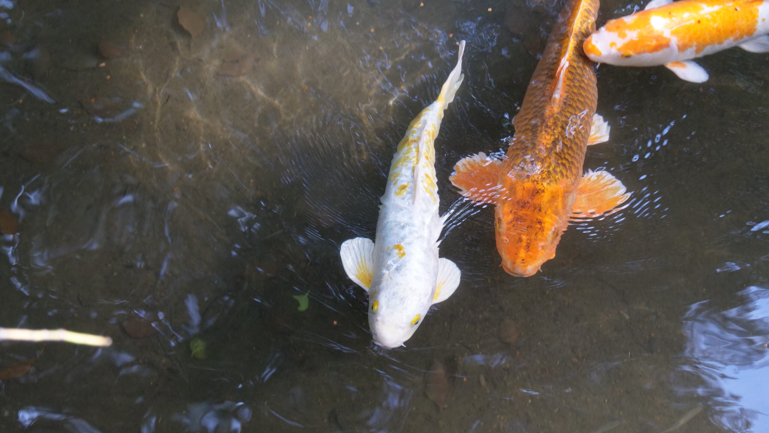 白、赤、オレンジの鯉が池の中を優雅に泳いでいる写真