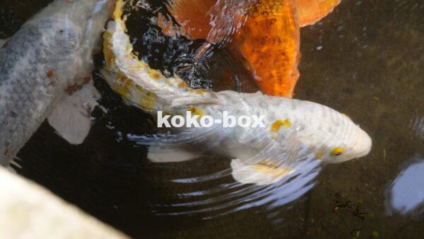白い鯉のヒレが水面に出て水面が揺れており銀、オレンジの鯉が池の中を優雅に泳いでいる写真
