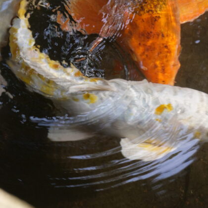 白い鯉のヒレが水面に出て水面が揺れており銀、オレンジの鯉が池の中を優雅に泳いでいる写真