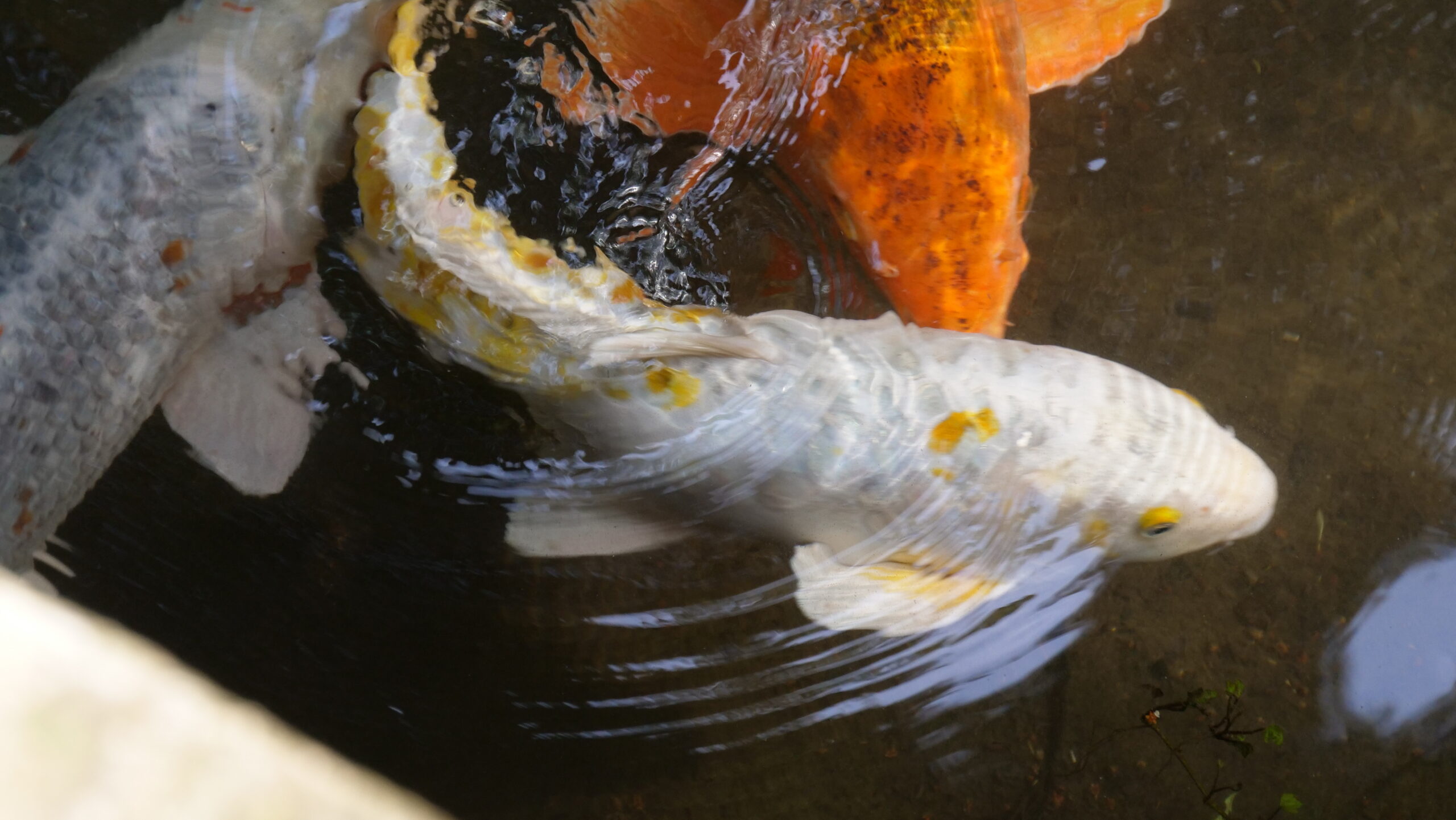 白い鯉のヒレが水面に出て水面が揺れており銀、オレンジの鯉が池の中を優雅に泳いでいる写真