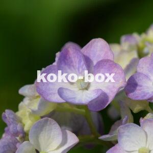紫色と薄黄色の花のグラデーションがきれいなアジサイのアップの写真