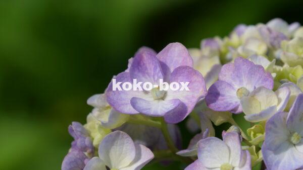 紫色と薄黄色の花のグラデーションがきれいなアジサイのアップの写真