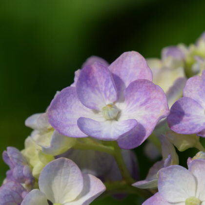 紫色と薄黄色の花のグラデーションがきれいなアジサイのアップの写真