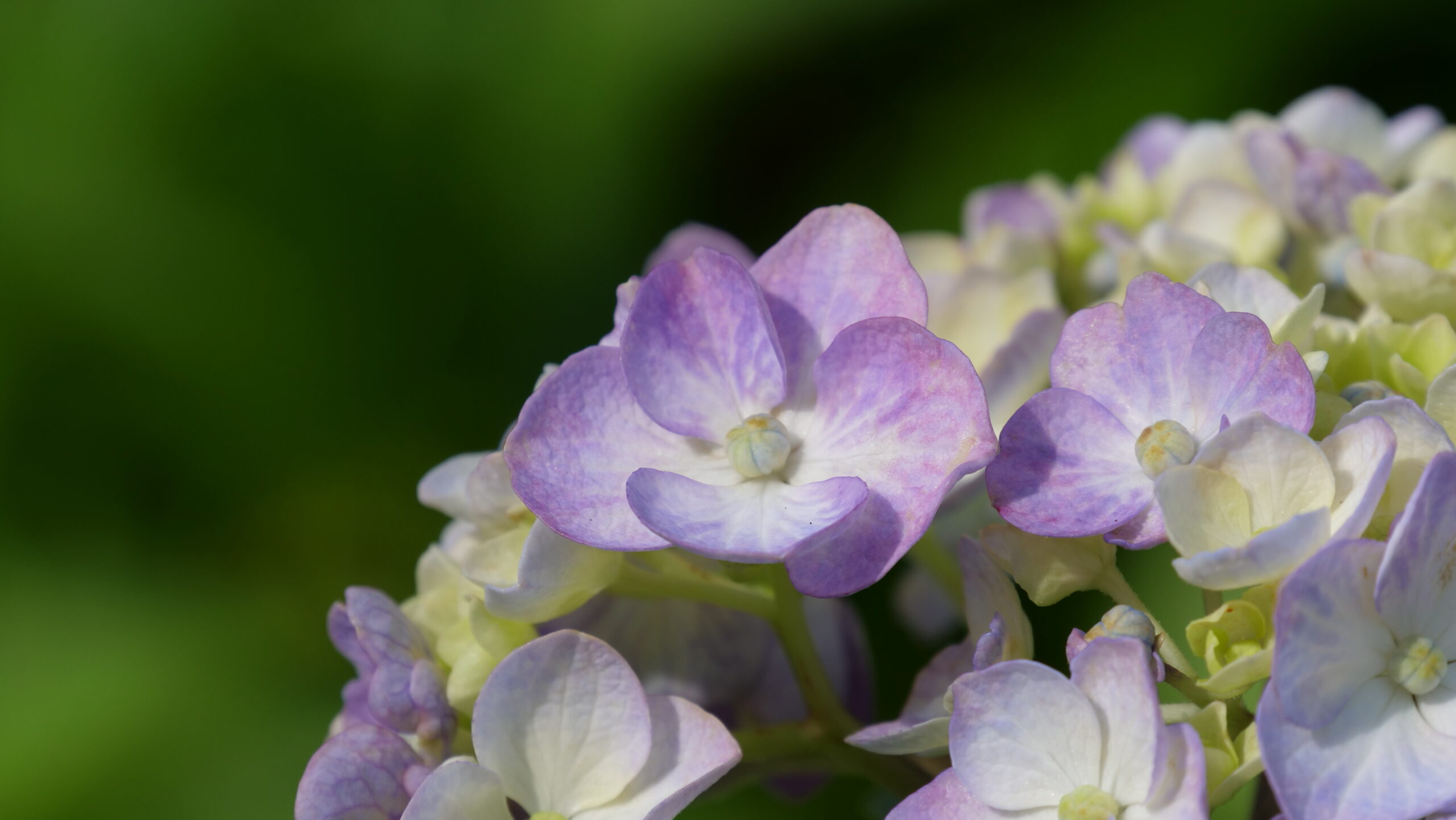 紫色と薄黄色の花のグラデーションがきれいなアジサイのアップの写真