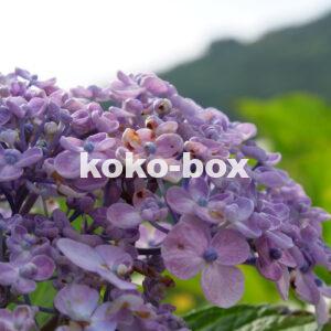 紫色の紫陽花の花が、花開きそうなアップの写真