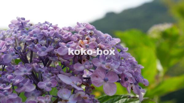 紫色の紫陽花の花が、花開きそうなアップの写真