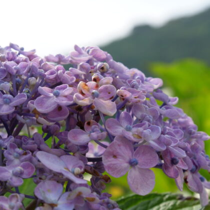 紫色の紫陽花の花が、花開きそうなアップの写真
