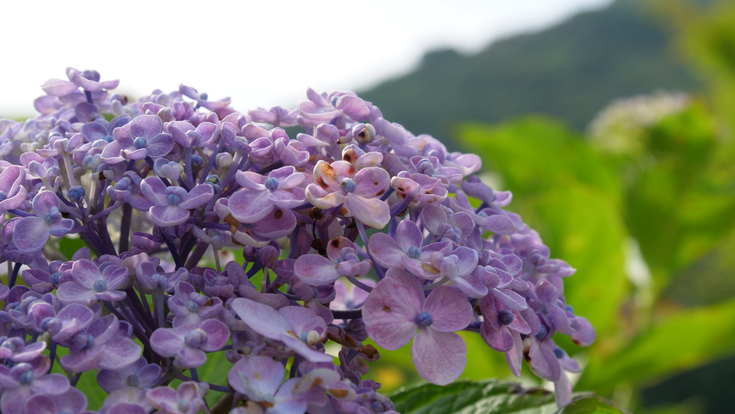 紫色の紫陽花の花が、花開きそうなアップの写真