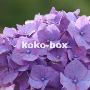 紫色の紫陽花の花のアップの写真