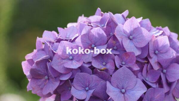 紫色の紫陽花の花のアップの写真