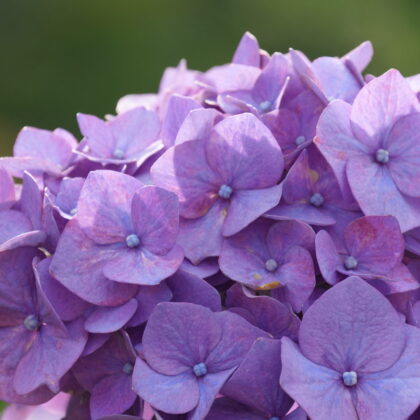 紫色の紫陽花の花のアップの写真