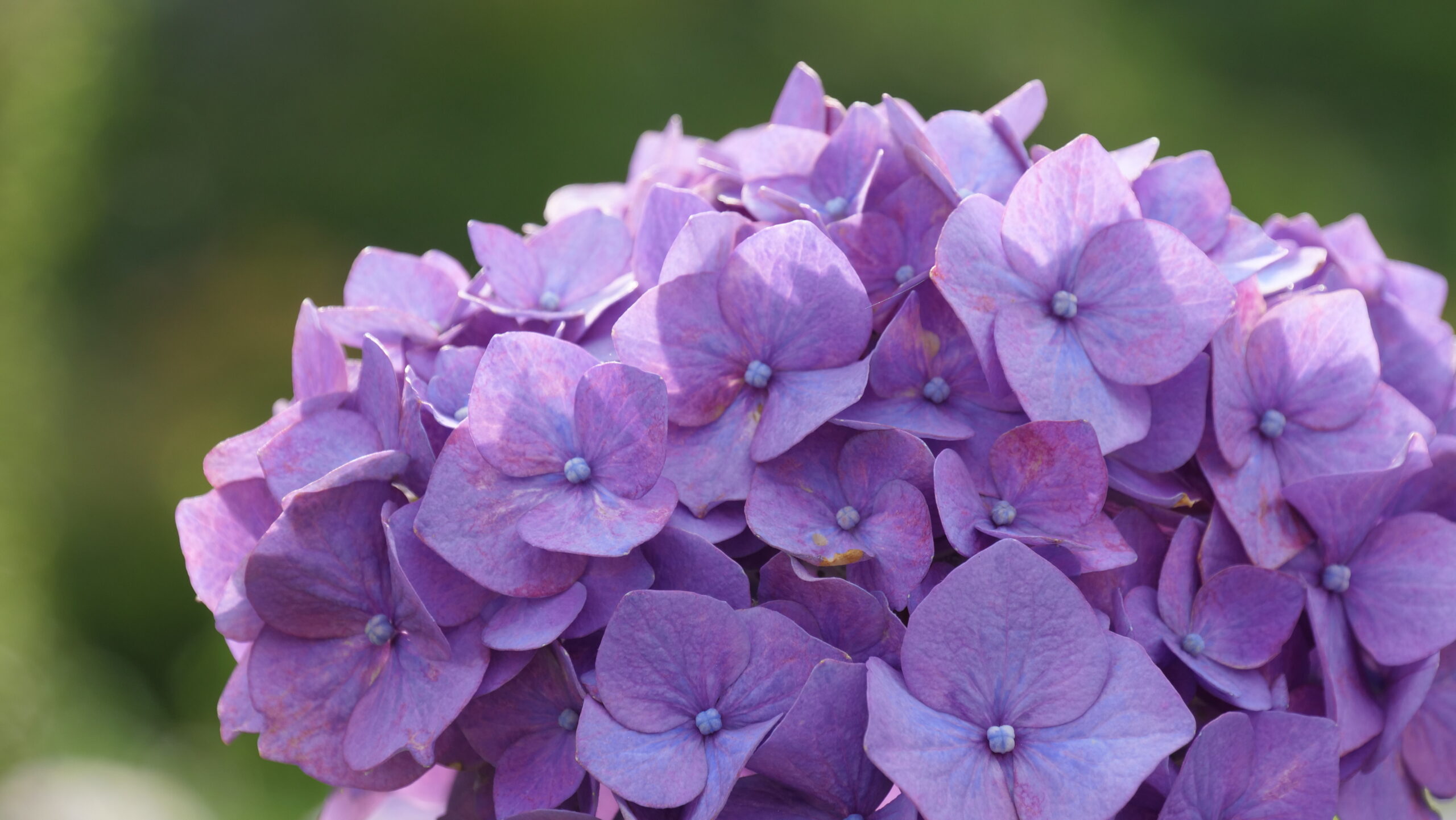 紫色の紫陽花の花のアップの写真