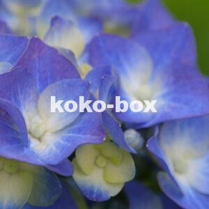 青と薄黄色の花のグラデーションがきれいなアジサイのクローズアップの写真