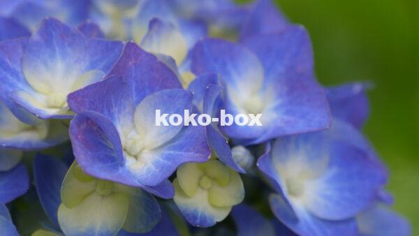 青と薄黄色の花のグラデーションがきれいなアジサイのクローズアップの写真