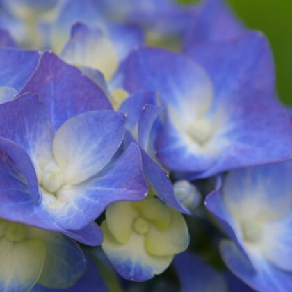 青と薄黄色の花のグラデーションがきれいなアジサイのクローズアップの写真