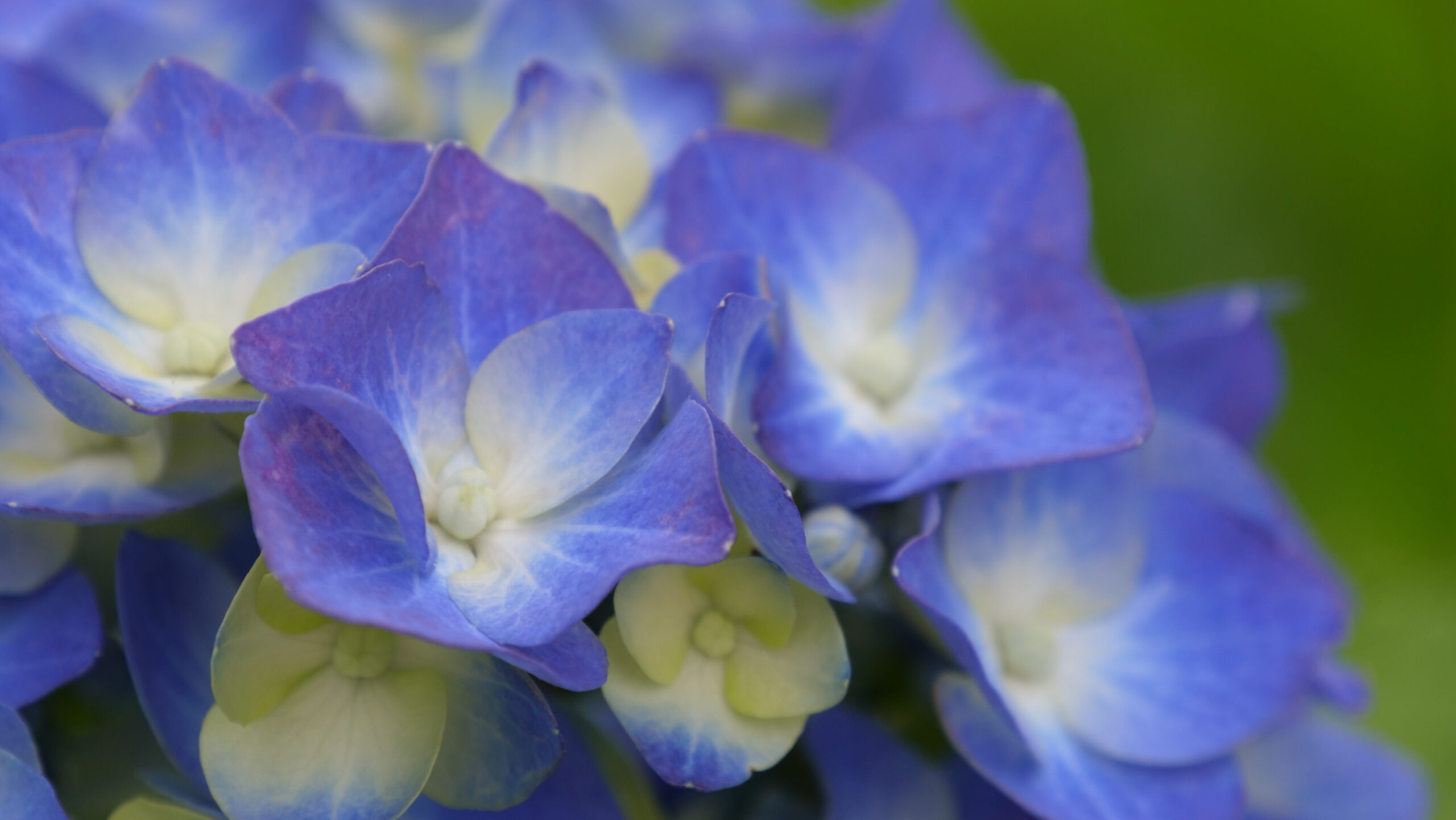 青と薄黄色の花のグラデーションがきれいなアジサイのクローズアップの写真
