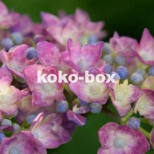 赤紫色と薄黄色の花のグラデーションがきれいなアジサイのクローズアップの写真